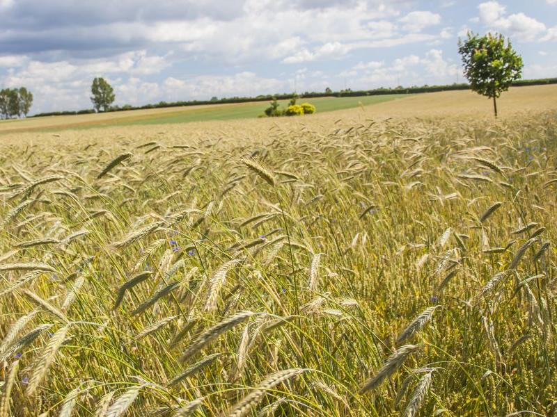 Rosnące zboże na polu 