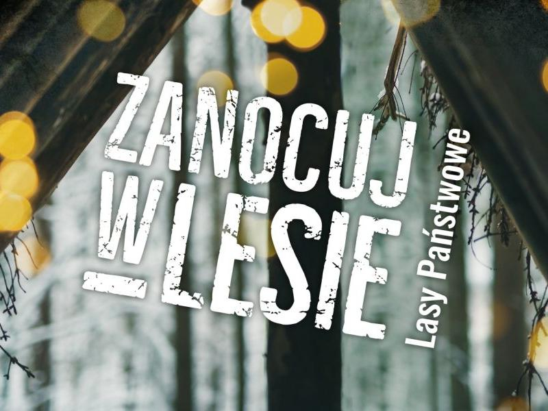 Logotyp akcji - Zanocuj w lesie 